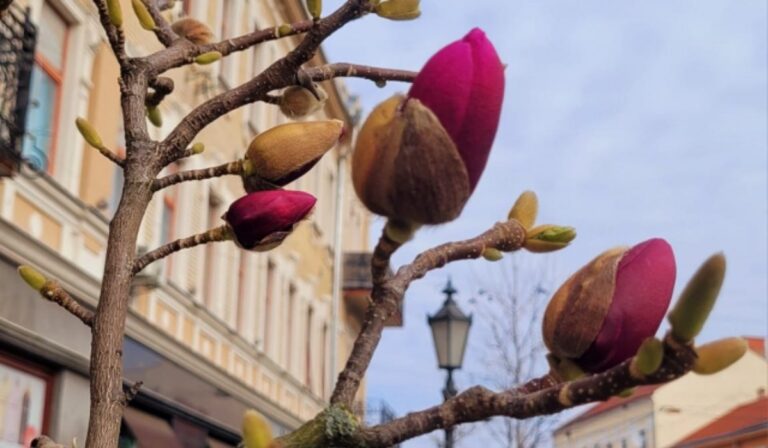 Virágzik a magnólia Ungváron