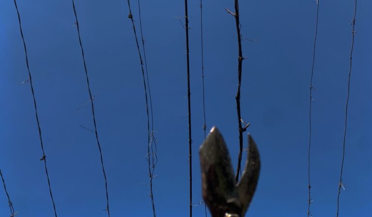 metszés szőlő szőlőmetszés