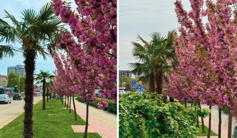 Egzotikus pálmafákat ültettek Ungváron