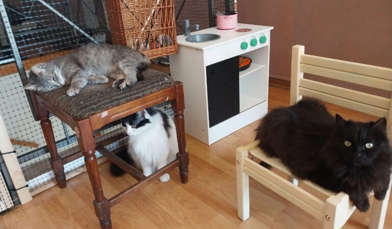 Macskakávézó nyílt Ungváron