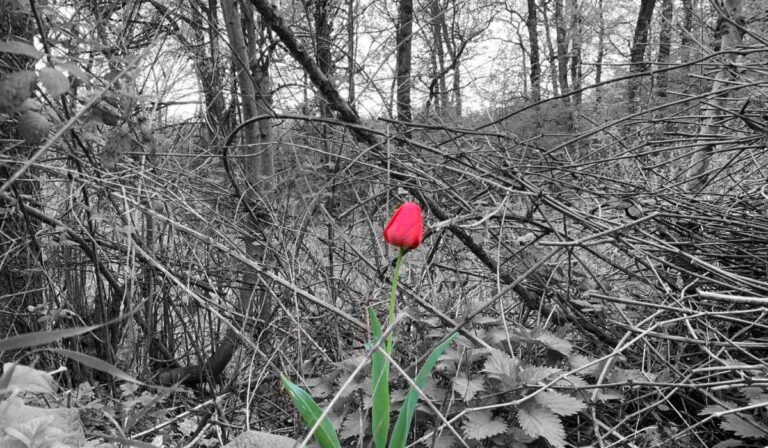 tulipán