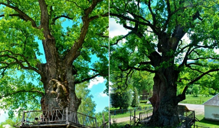 Kárpátalja ma: a Nagypapa-tölgy