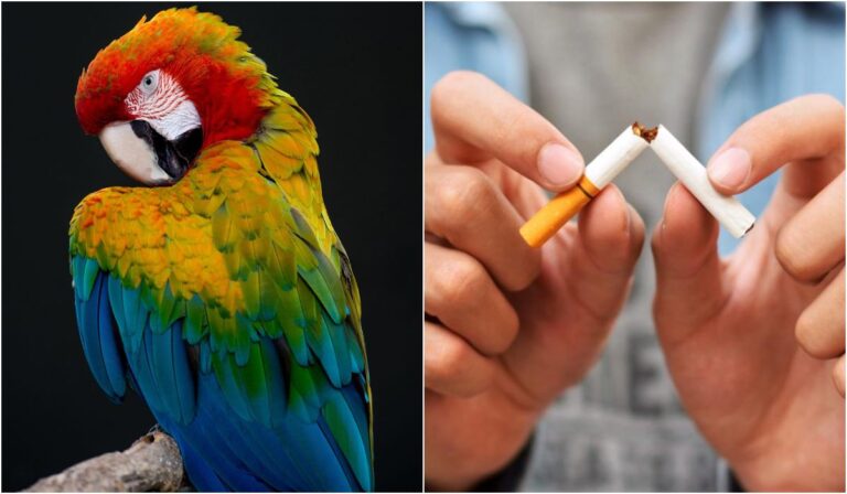 Ma van a papagájok és a dohányzásmentesség világnapja