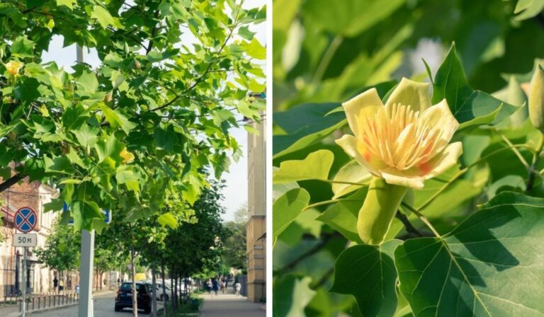 Virágzik a tulipánfa Munkácson
