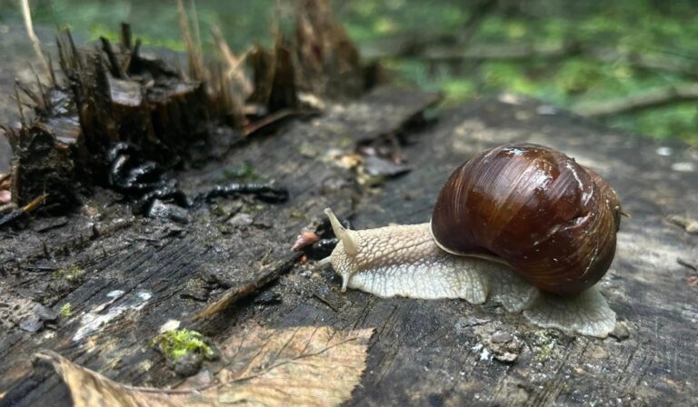 „Csiga-biga, gyere ki!”