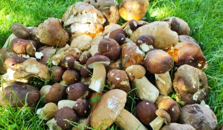 Javában tart a gombaszezon Kárpátalján