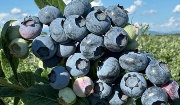 Megkezdődött az áfonyaszezon Kárpátalján