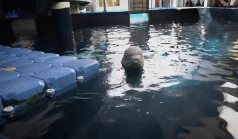 Kimenekítettek két fehér bálnát Harkivból