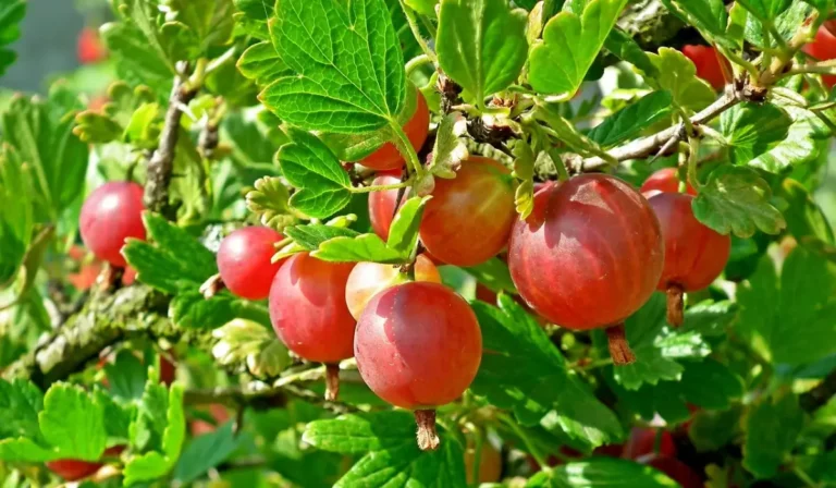 Köszméte, avagy a vitaminokban gazdag egres