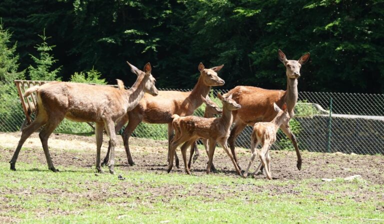 Újszülött szarvasok a felsőszinevéri ökoparkban