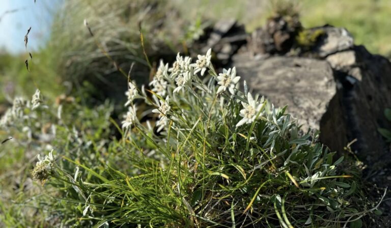 Kárpátalja ma: virágzik a havasi gyopár