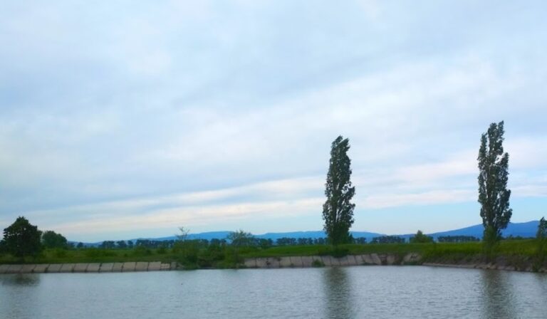 nyárfa