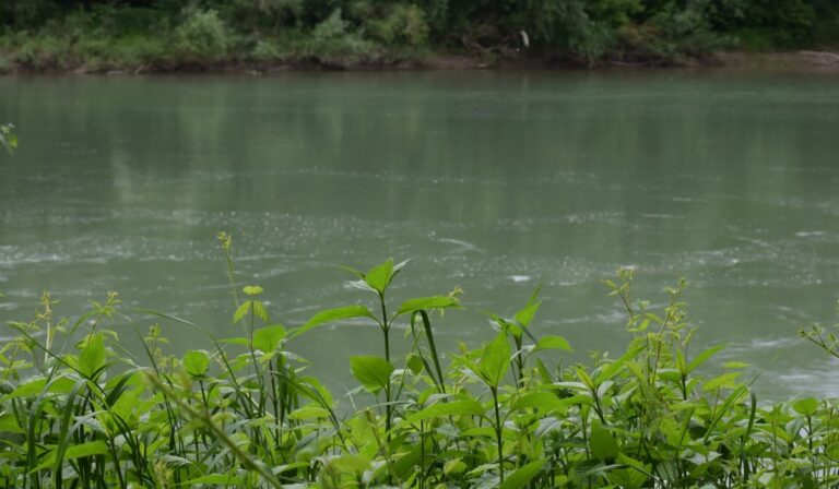 Ma van a Tisza élővilágának napja
