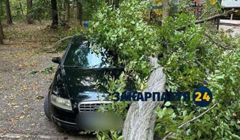 Fákat döntött ki a vihar Nagyszőlősön