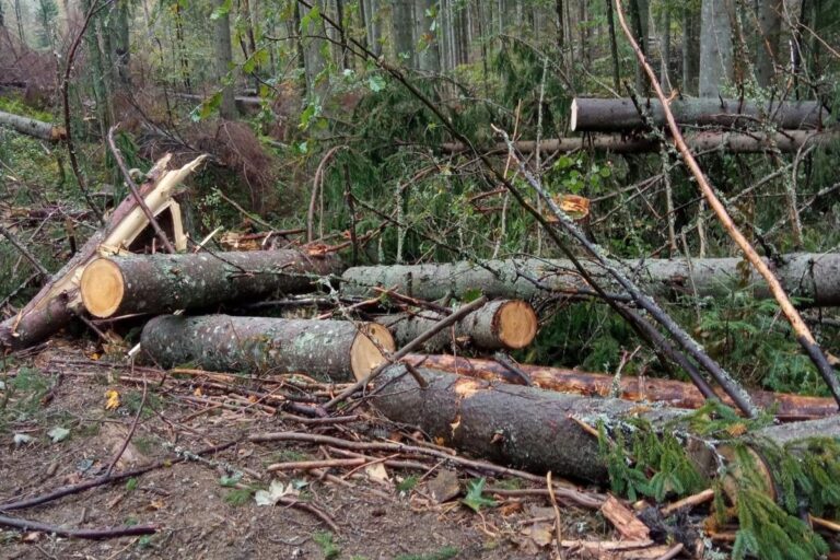 Több mint 31 millió hrivnya kárt okozott az illegális fakitermelés a kőrösmezői erdőgazdaságnak