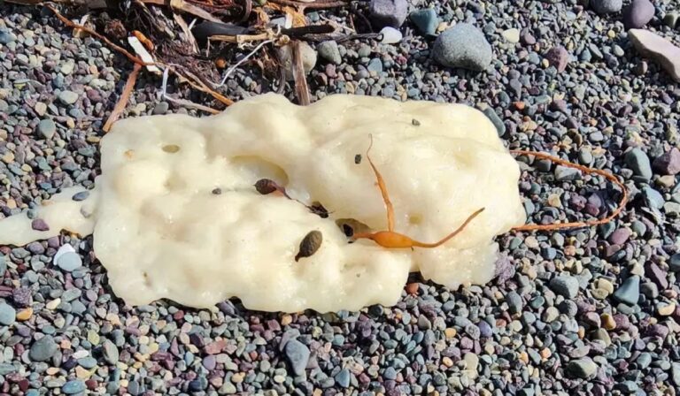 Megfejtették az új-fundlandi fehér pacák rejtélyét