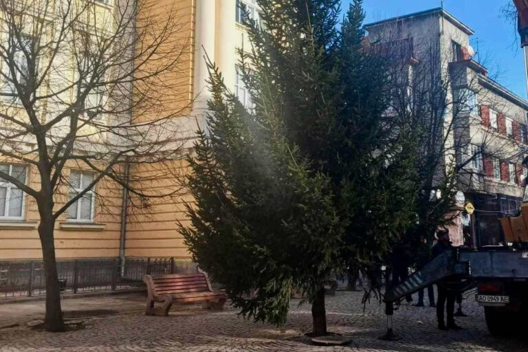 Megérkezett Beregszász fenyőfája