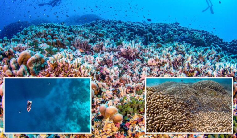 A világ legnagyobb korallját fedezték fel a Salamon-szigeteknél