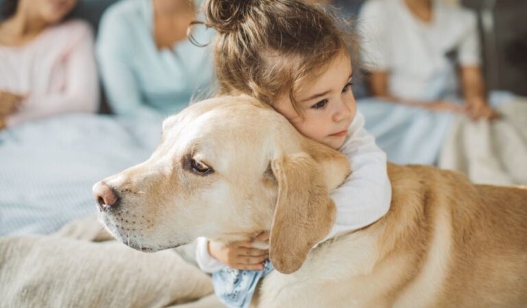 A kutyatartás 5 bizonyított hatása