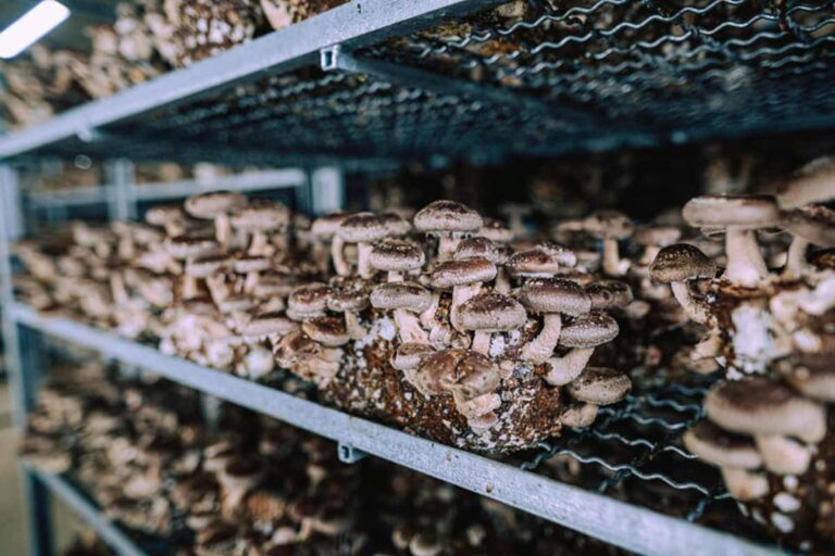 Európában nő a kereslet az ukrán shiitake gomba iránt