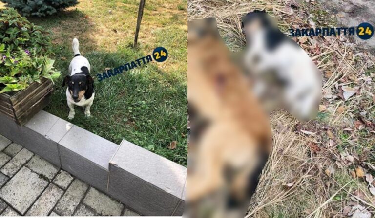 Kutyákat lőttek le az Ungvári járásban