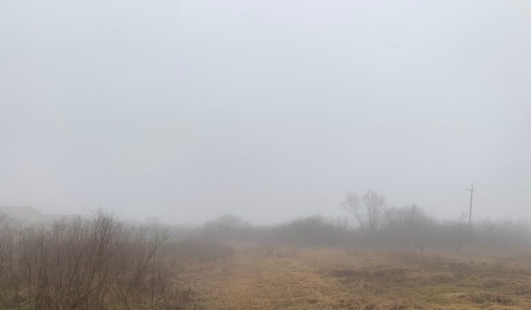 köd