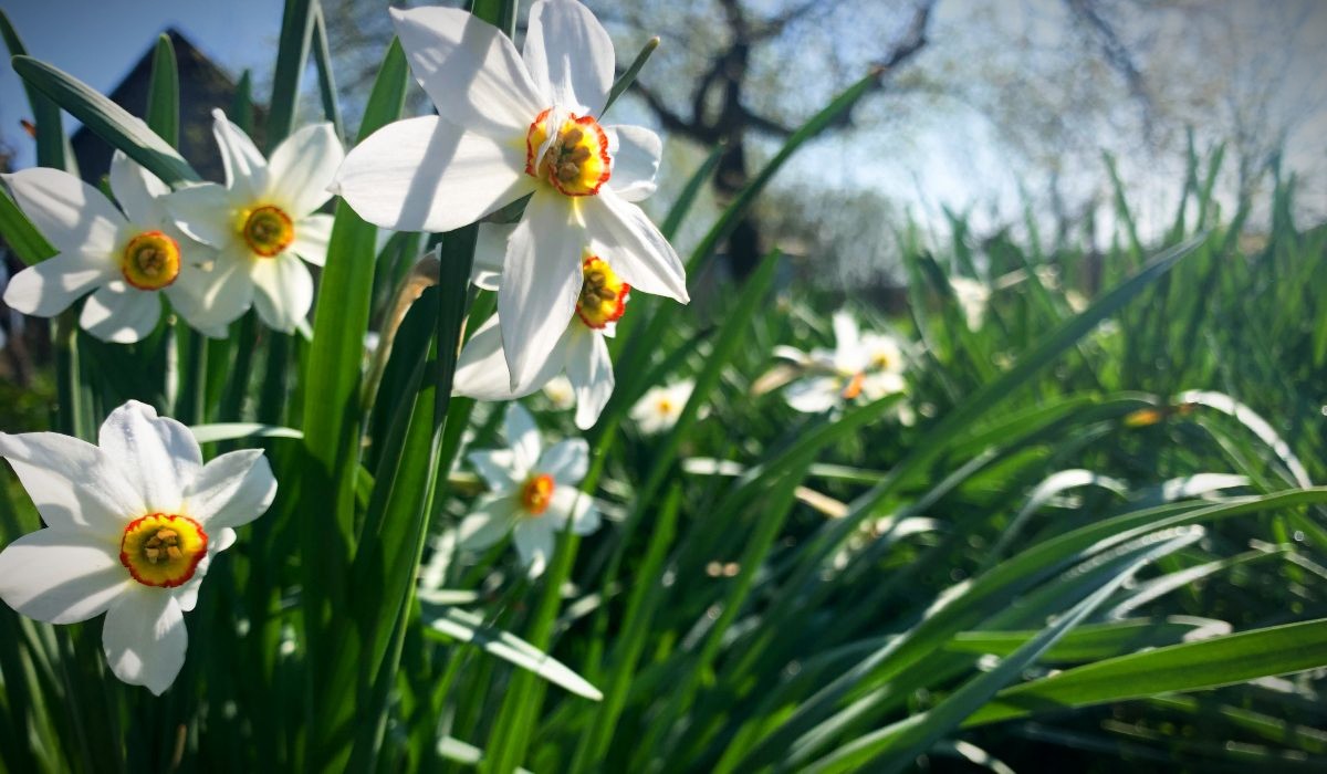 virágvasárnap nárcisz