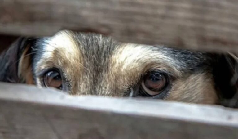 Állatkínzással vádolnak egy beregszászi járási nőt