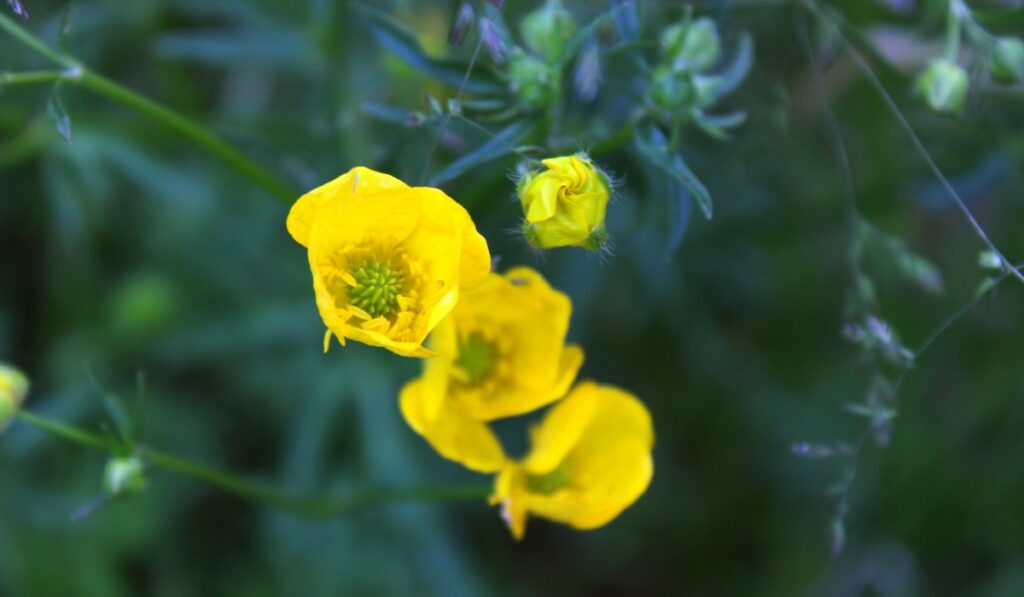 virág vadvirág kilógni a sorból