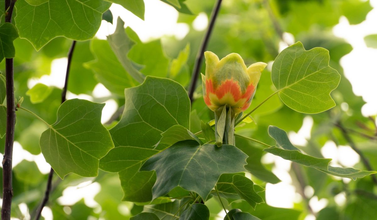 tulipánfa