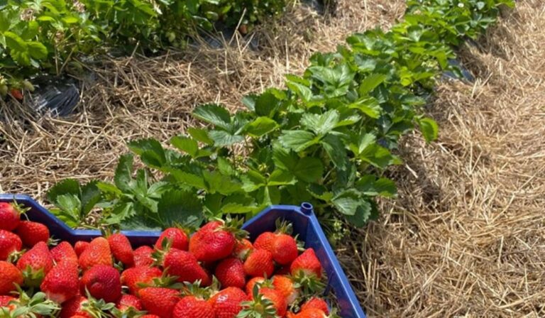 Kárpátalja ma: eperszezon Várkulcsán