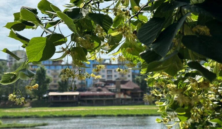 Kárpátalja ma: Ungvár híres hársfasora