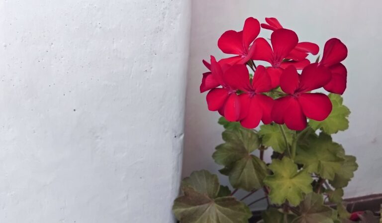 Vörös szirmok hétköznapra