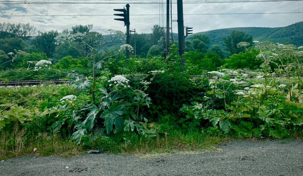 kaukázusi medvetalp