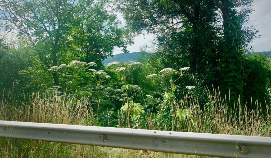 kaukázusi medvetalp