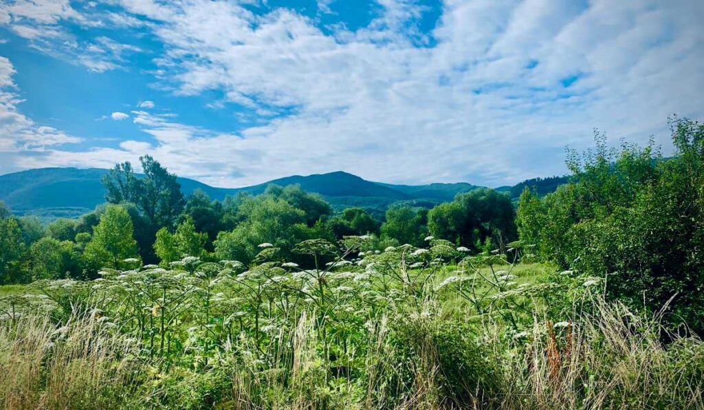 kaukázusi medvetalp