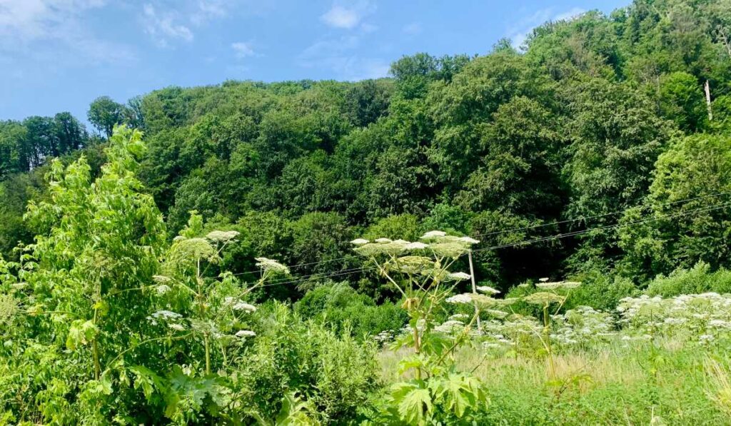 kaukázusi medvetalp