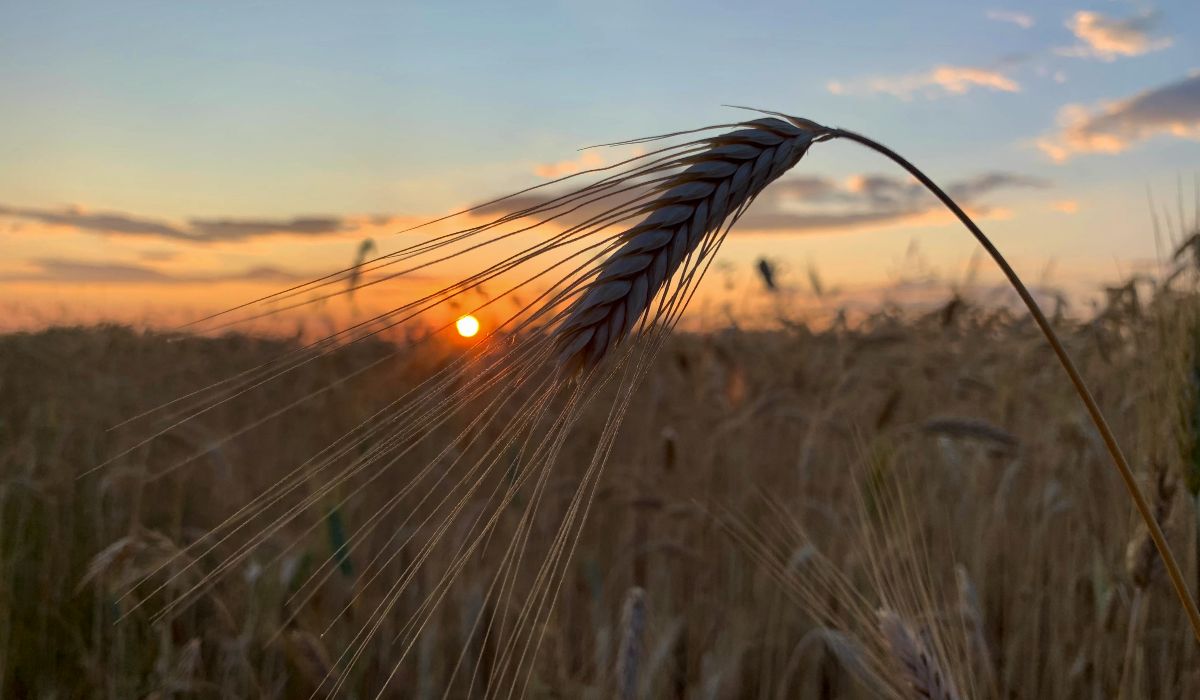 naplemente búzamező