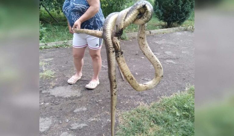 Óriáskígyó egy kárpátaljai udvaron