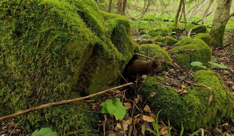 Európai nyércet figyeltek meg a Kárpáti Bioszféra Rezervátumban