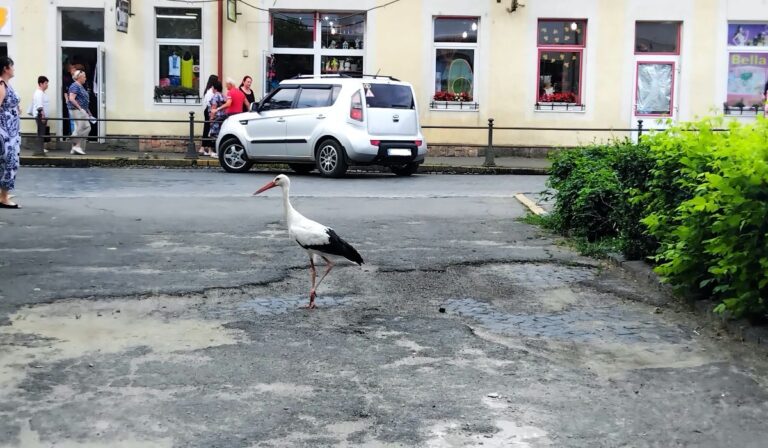 Kárpátalja ma: gólya sétálgatott Beregszászban