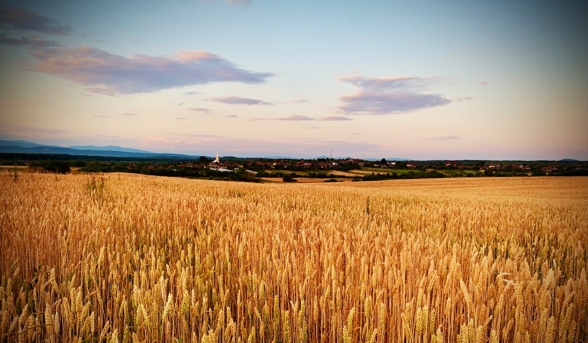 nyár kilátás Beregújfalu