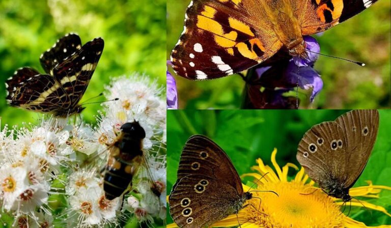 A Kárpátok szárnyas szépségei