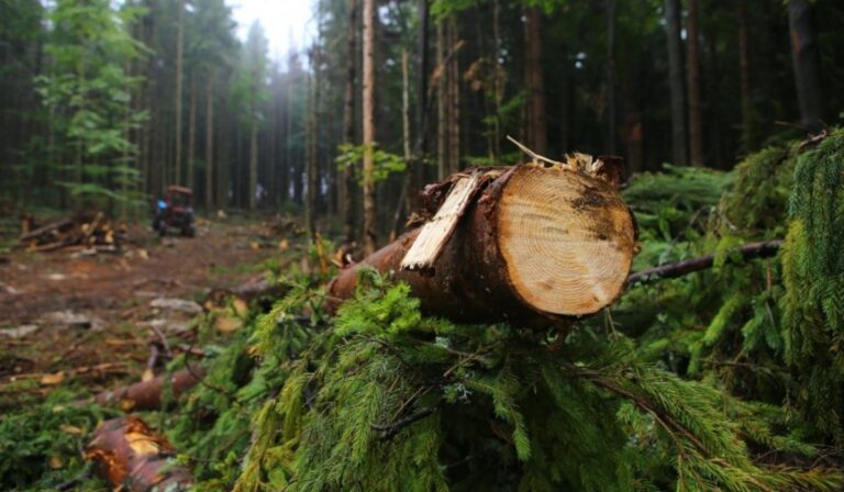 Több mint tízmillió hrivnya kártérítés illegális fakitermelésért