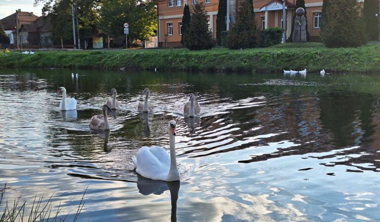 Hattyúcsalád érkezett a Hatrác-patakra