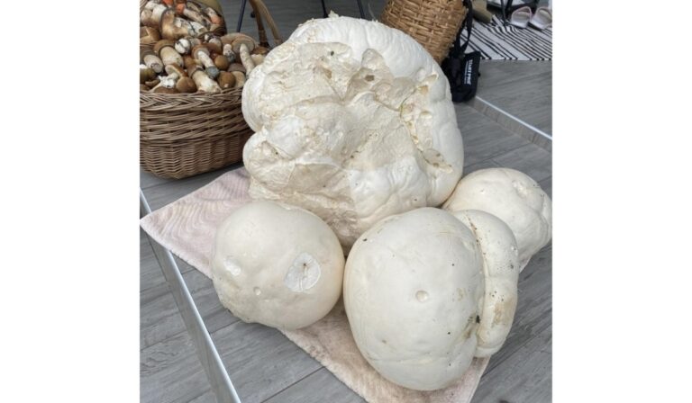 Óriás méretű gombát találtak Kárpátalján
