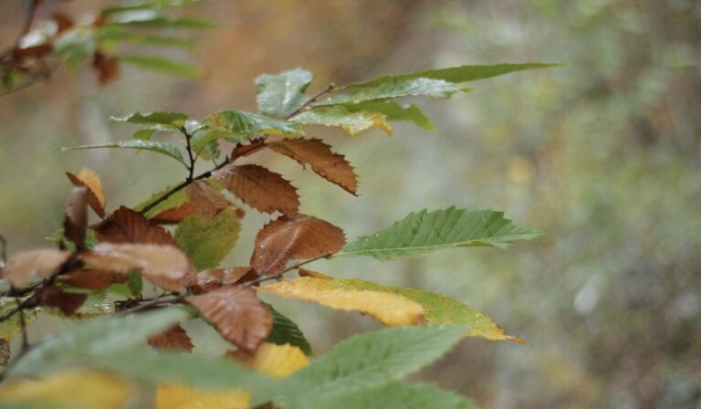 Hűvös, néhol esős időjárás várható a hétvégén Kárpátalján