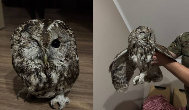 Határőrök mentettek meg egy sérült baglyot Kárpátalján