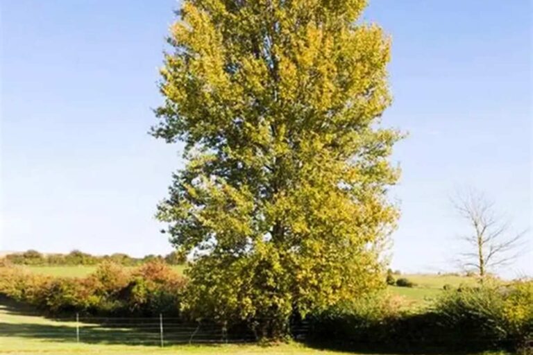 November végéig lehet szavazni az Év fájára