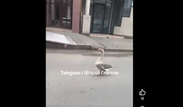 Egy lúd okozott forgalmi dugót Ungváron